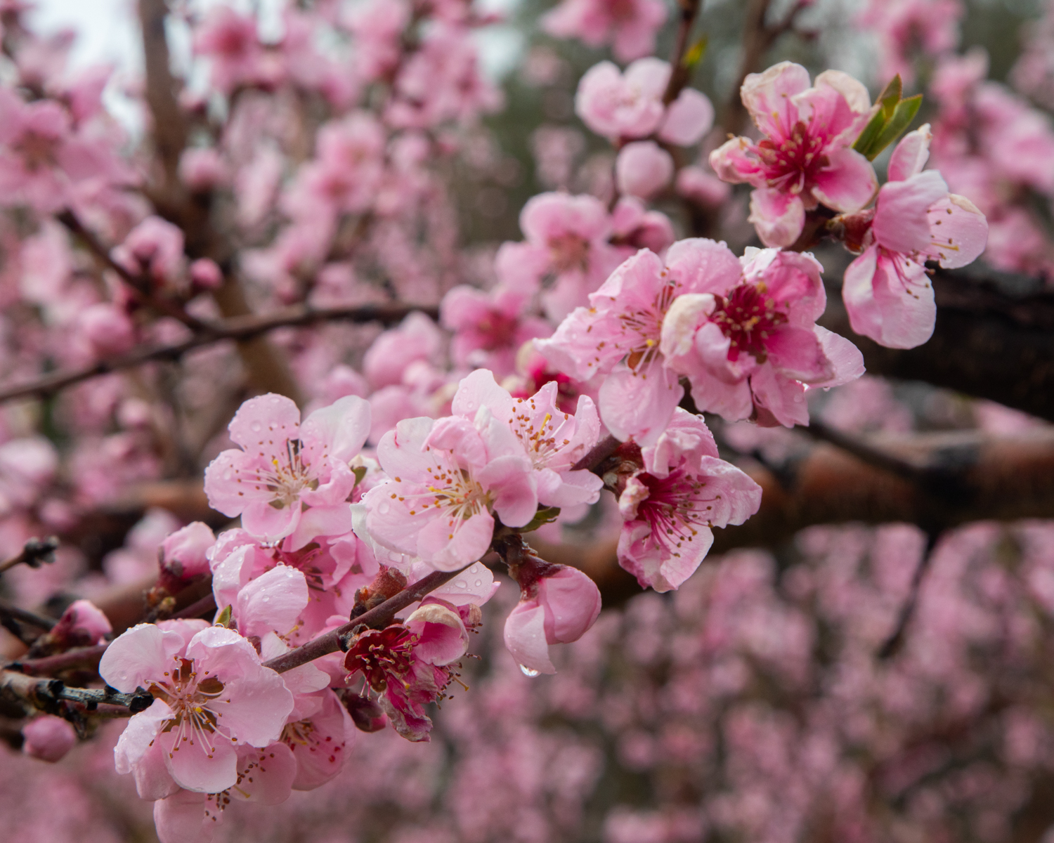 April Showers do their job - Spring has sprung » Nashua Ink Link