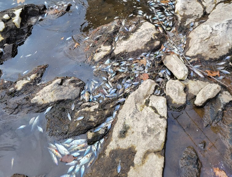 Fish kills during ice melt not uncommon in New Hampshire » Nashua Ink Link